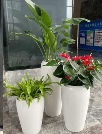 杭州湾员工福利绿植租赁推荐三大误区，千万别踩